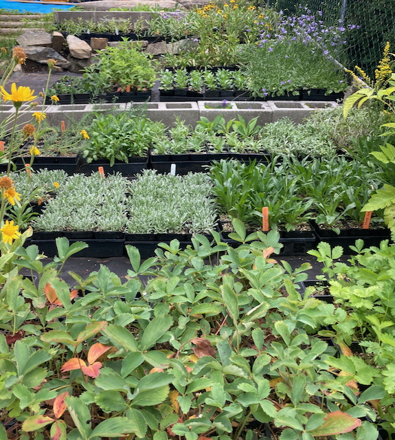 A collection of native plants for sale